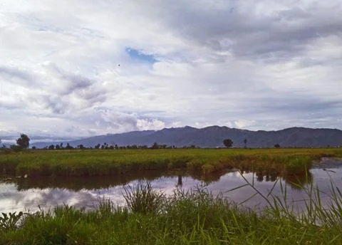 Rice Plants Stock Photos