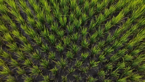 Rice plants on rice field from above, pattern shot Stock Footage