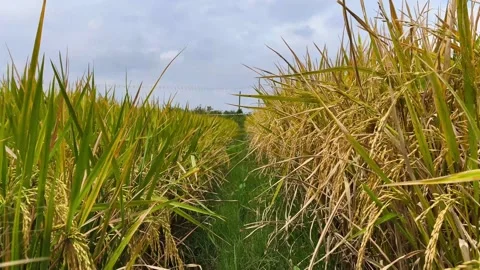 Rice plants in the rice fields are starting to turn yellow, calm atmosphere Stock Footage 318722453