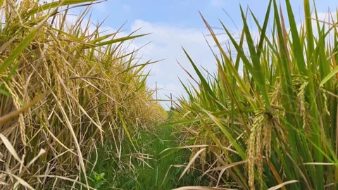 Rice plants in the rice fields are starting to turn yellow, calm atmosphere Stock Footage 319424547