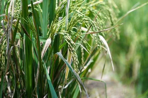 Rice plants in rice fields. close up view of beautiful rice plants in beaut.. Stock Photos