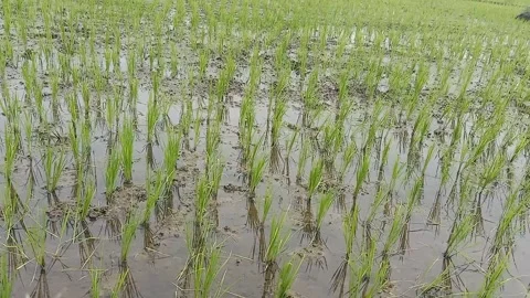 Rice plants in the rice fields Stock Footage 293035903
