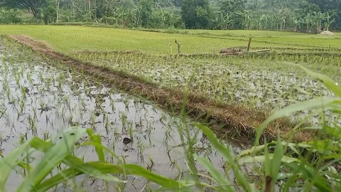 Rice plants in the rice fields Stock Footage 293035923