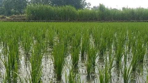 Rice plants in the rice fields Stock Footage 293035929