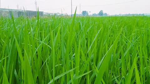 Rice plants in the rice fields Stock Photos