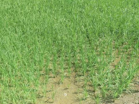 The rice plants in the rice fields Stock Photos
