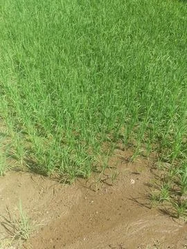 The rice plants in the rice fields Stock Photos