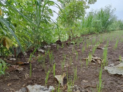 Rice plants in the rice fields Stock Photos