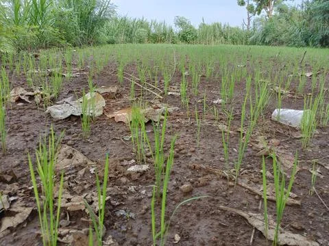 Rice plants in the rice fields Foto stock