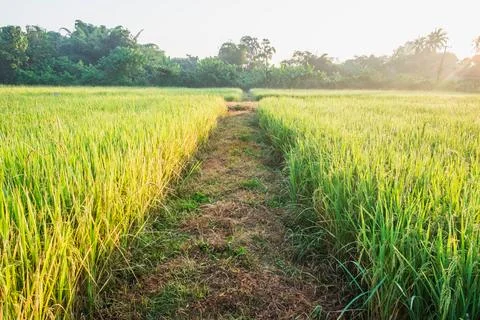 Rice plants in rice fields Stock Photos