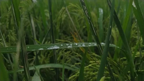 Rice plants in rice fields with raindrops on rice leaves Stock Footage 278952669