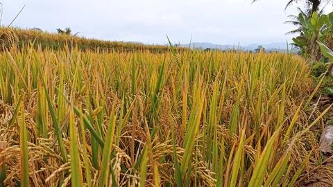 Rice plants in rice fields ready to harvest Stock Photos
