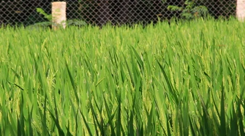 Rice Plants Swaying in Wind Stock Footage 49938116