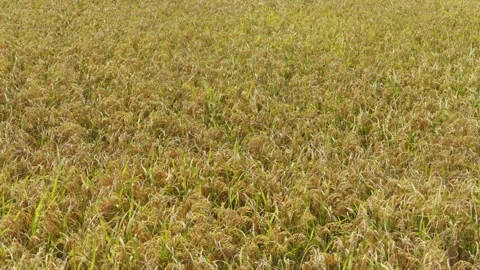 Rice plants swaying in wind in a paddy field Stock-Footage 342025718