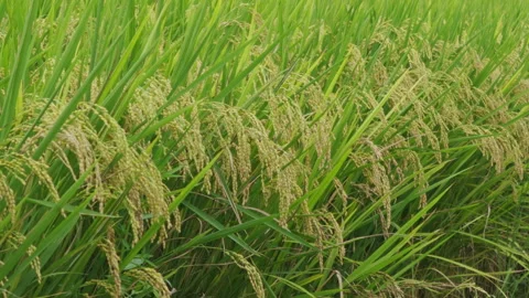 Rice plants swaying in wind in a paddy field Stock-Footage 342028164