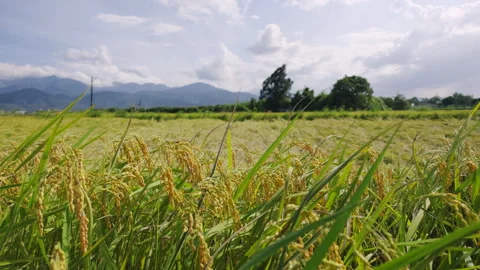 Rice plants swaying in wind in a paddy field Stock-Footage 342028700