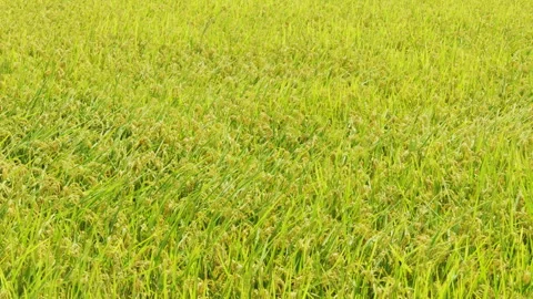 Rice plants swaying in wind in a paddy field Stock-Footage 342028720