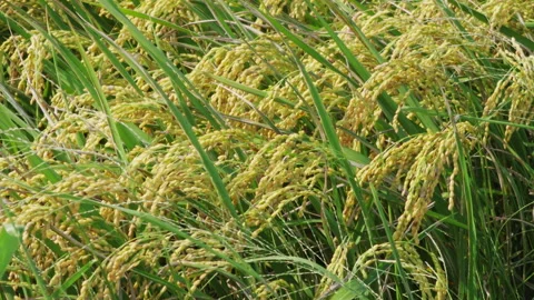 Rice plants swaying in wind in a paddy field Stock-Footage 342028824