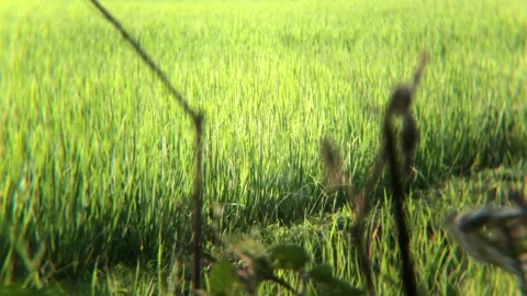 Rice plants that thrive in rice fields Stock Footage 287939148