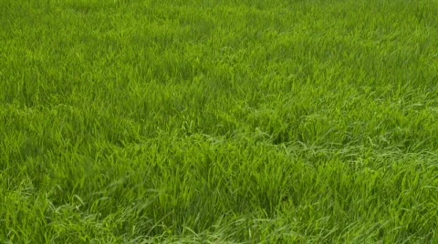Rice plants waiving in the wind Video stock 524229