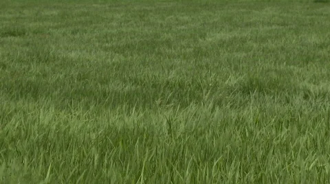 Rice plants waiving in the wind Video stock 524306