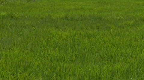 Rice plants waiving in the wind Video stock 524312