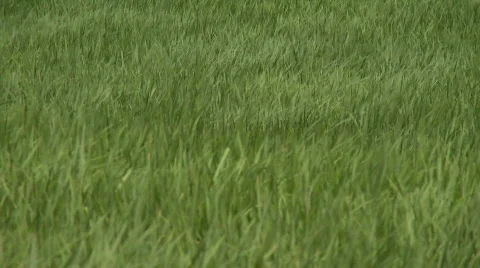 Rice plants waiving in the wind Video stock 526853