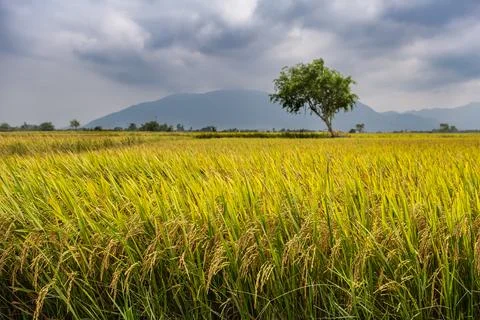 Rice plants in yellow rice fields ready to be harvested Stock Photos