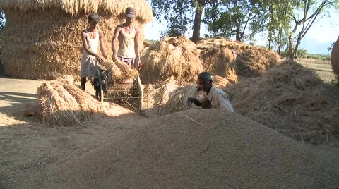 Rice production on fields Stock Footage 1003826