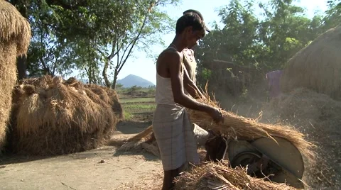 Rice production on fields Stock Footage 1003852