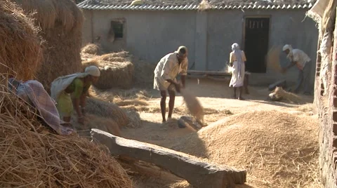 Rice production on fields Stock Footage 1003944
