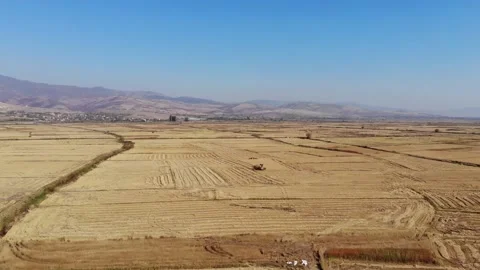 Rice production,beautiful fields,rice fields,drone video, agriculture Stock Footage 170120416