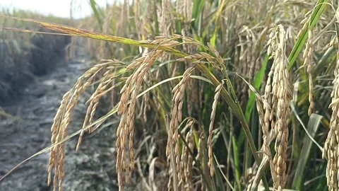 Rice ready to be harvested Stock Footage 234943530