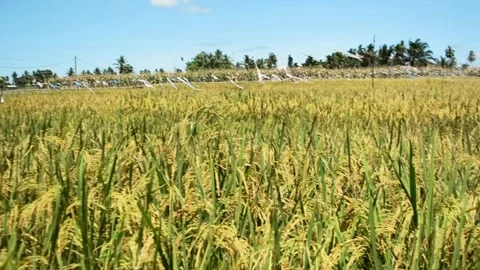 Rice is ready to be harvested Video stock 306341412