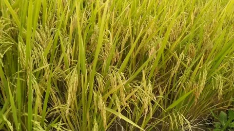 The rice is ready for harvest Stock Footage 313099059