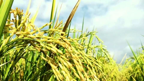 RICE IN THE RICE FIELDS BEGAN TO TURN YELLOW.  BALI Stock Footage 123146689