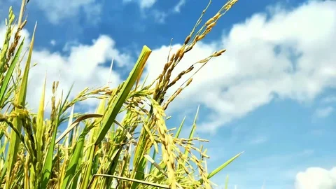 RICE IN THE RICE FIELDS BEGAN TO TURN YELLOW.  BALI Stock Footage 123146721