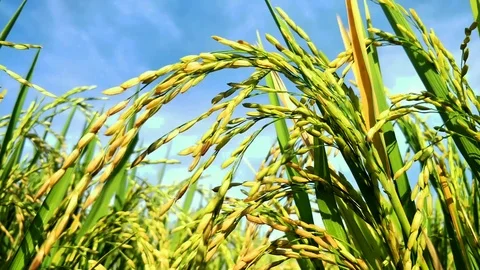 RICE IN THE RICE FIELDS BEGAN TO TURN YELLOW.  BALI Stock Footage 123146756