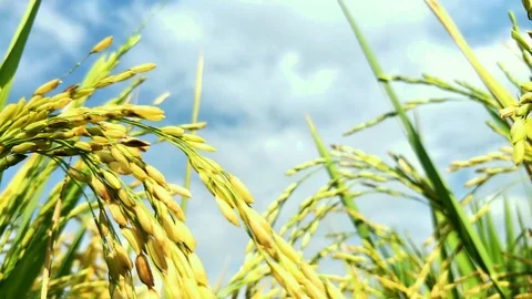 RICE IN THE RICE FIELDS BEGAN TO TURN YELLOW.  BALI Stock Footage 123146801