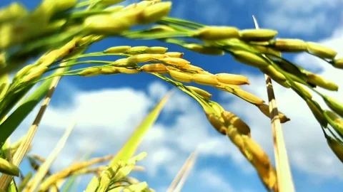 RICE IN THE RICE FIELDS BEGAN TO TURN YELLOW.  BALI Stock Footage 123146913