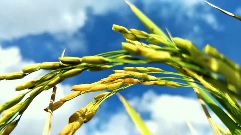 RICE IN THE RICE FIELDS BEGAN TO TURN YELLOW.  BALI Stock Footage 123146960