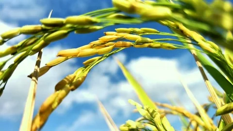 RICE IN THE RICE FIELDS BEGAN TO TURN YELLOW.  BALI Stock Footage 123147001