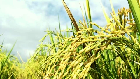 THE RICE IN THE RICE FIELDS STARTS TO TURN YELLOW, RICE FIELD VIEWS. BALI Stock Footage 123136288