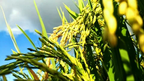 THE RICE IN THE RICE FIELDS STARTS TO TURN YELLOW, RICE FIELD VIEWS. BALI Stock Footage 123146842