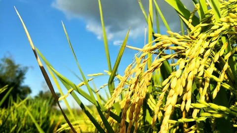 THE RICE IN THE RICE FIELDS STARTS TO TURN YELLOW, RICE FIELD VIEWS. BALI Stock Footage