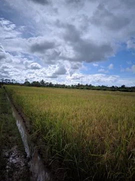 Rice in the ricefielfd 写真素材