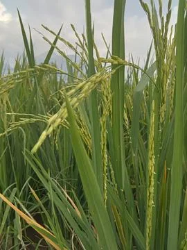 Rice in the ricefielfd Stock Photos