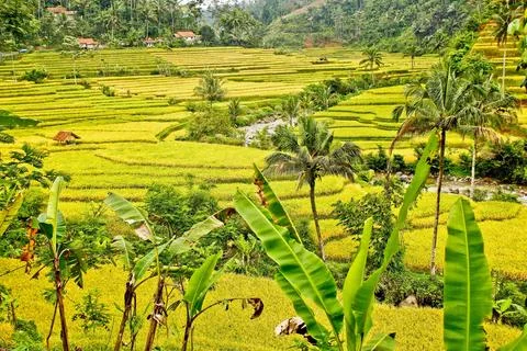 Rice in the ricefielfd Foto stock