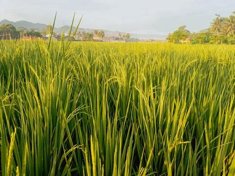 Rice in the ricefielfd Stock Photos