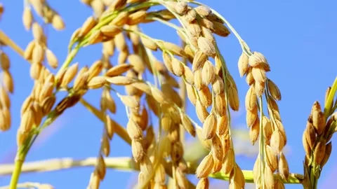 The rice is ripe 스톡 동영상 259545164